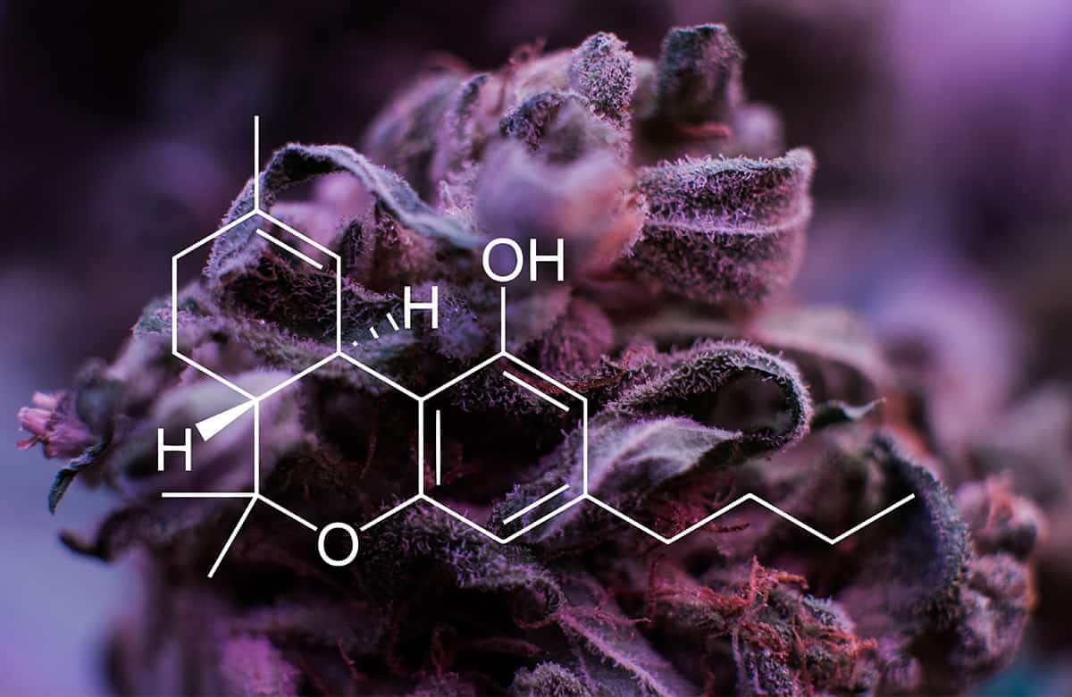 neonjoint-ultimate-guide-to-marijuana-strains-1200x780