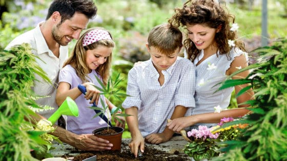 "talking to your conservative family about cannabis"