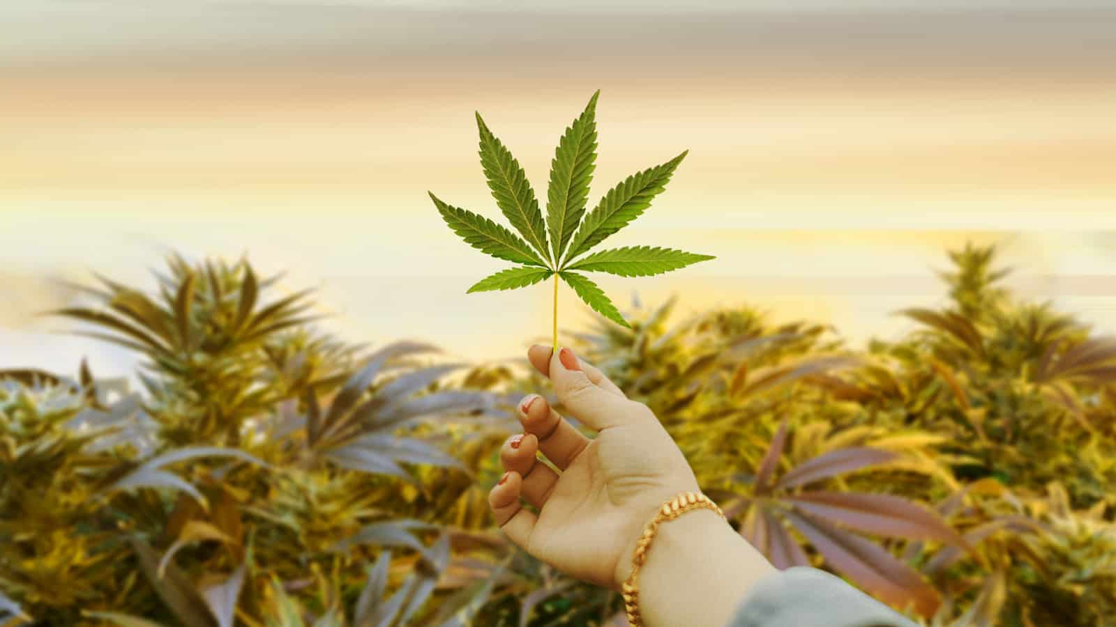 Guide to Weed: Effects, Measurements, Prices