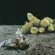 Moon Rocks One Giant Hit for Mankind