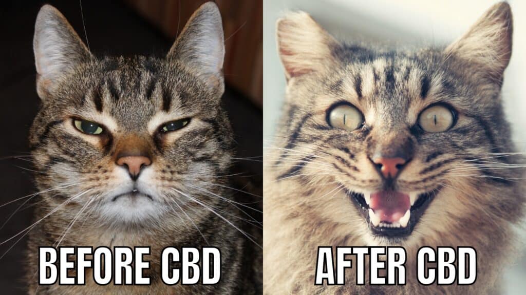 best CBD memes