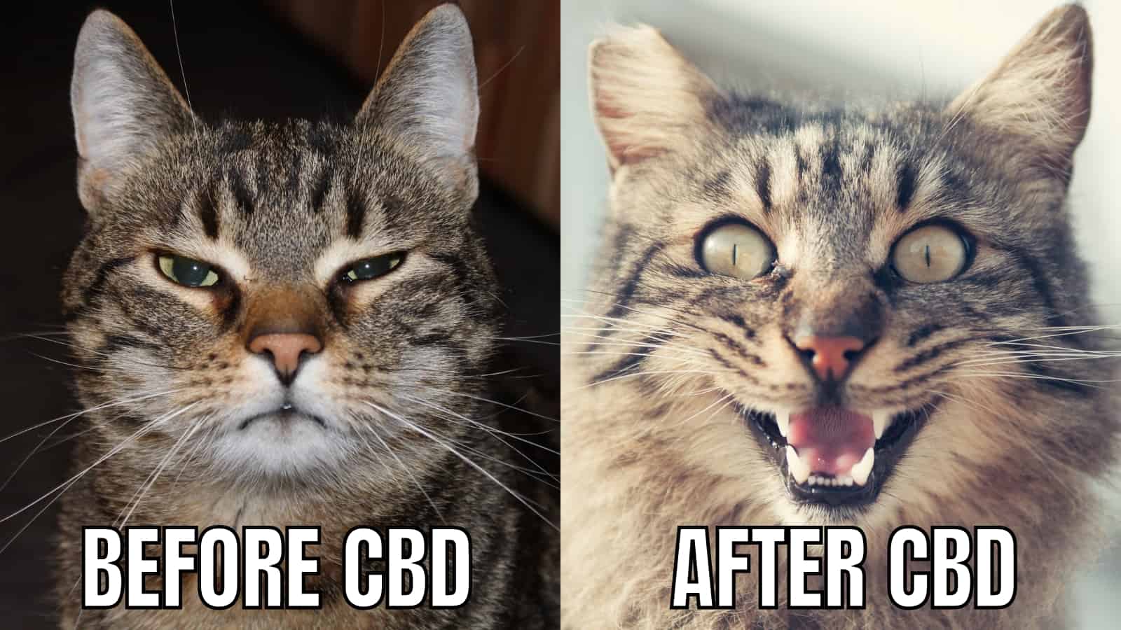 best CBD memes