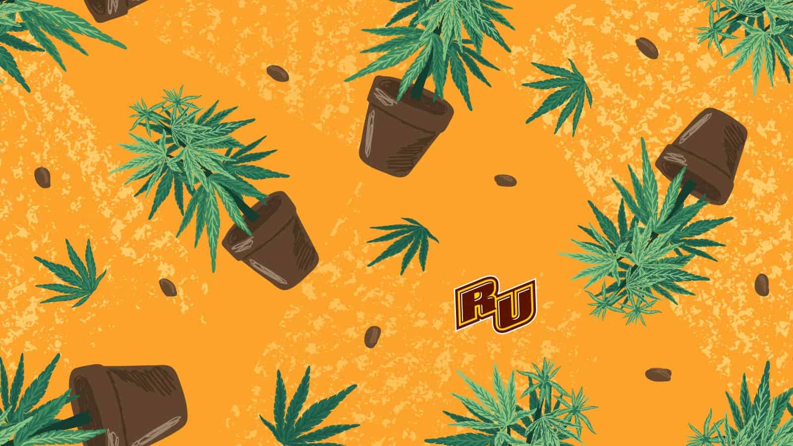 Rowan University, cannabis research, cannabis education