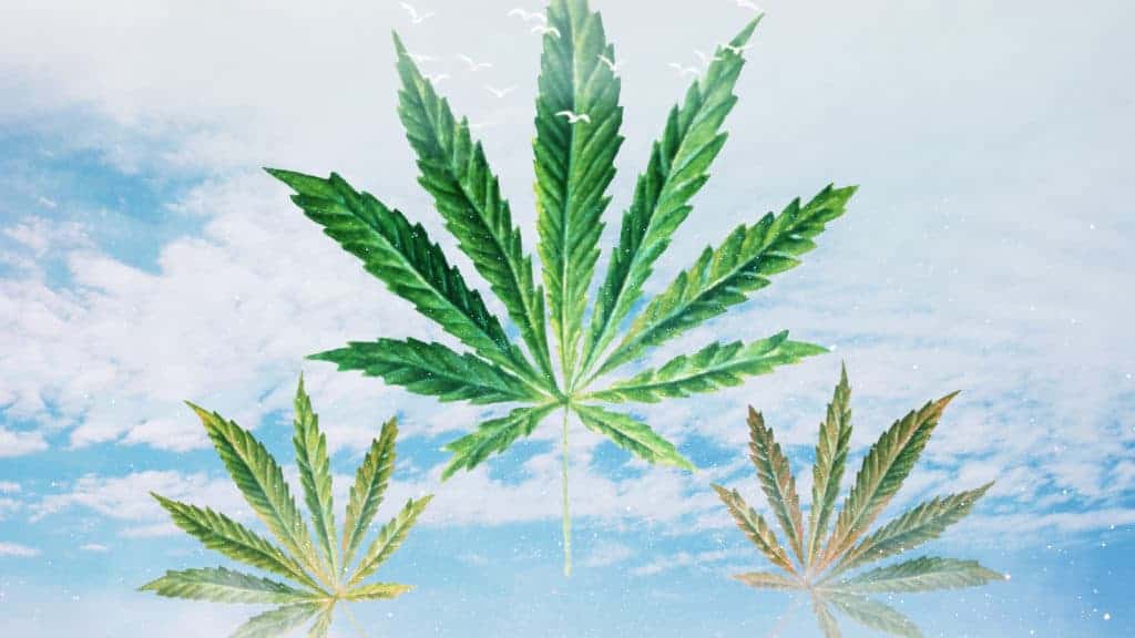 best strains for creativity