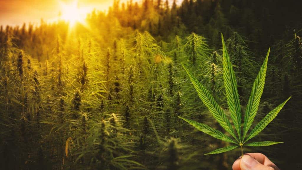 The Emerald Triangle