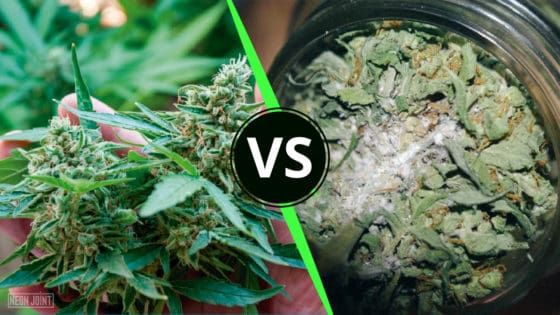 Organic vs Moldy Weed Wait, what Am I Really Smoking